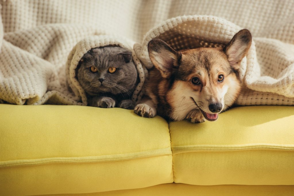 Intoxication aux insecticides chez le chat