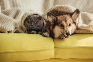 Intoxication aux insecticides chez le chat
