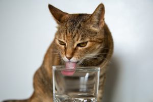 Diabète insipide chez le chat