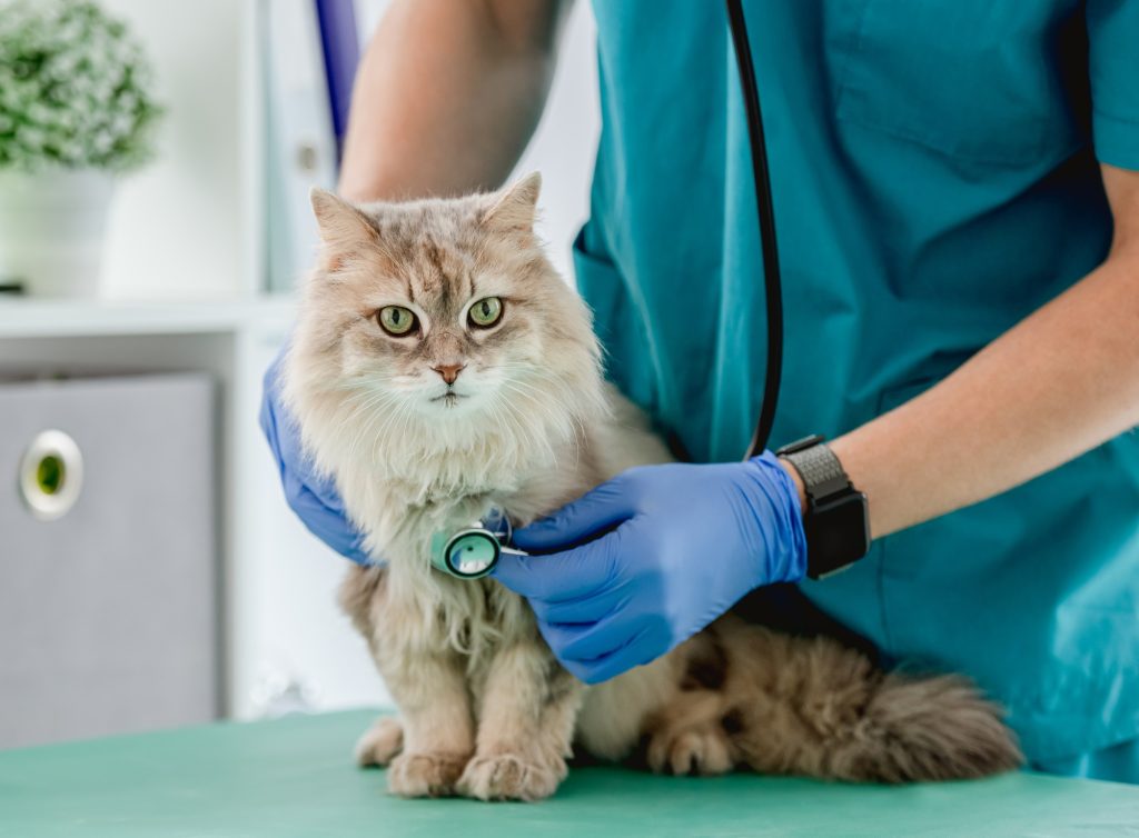 Cat during appointment in veterinary clinic