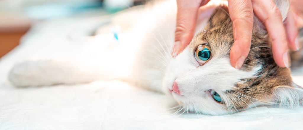 Intoxication aux antifourmis chez le chat