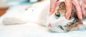 Intoxication aux antifourmis chez le chat