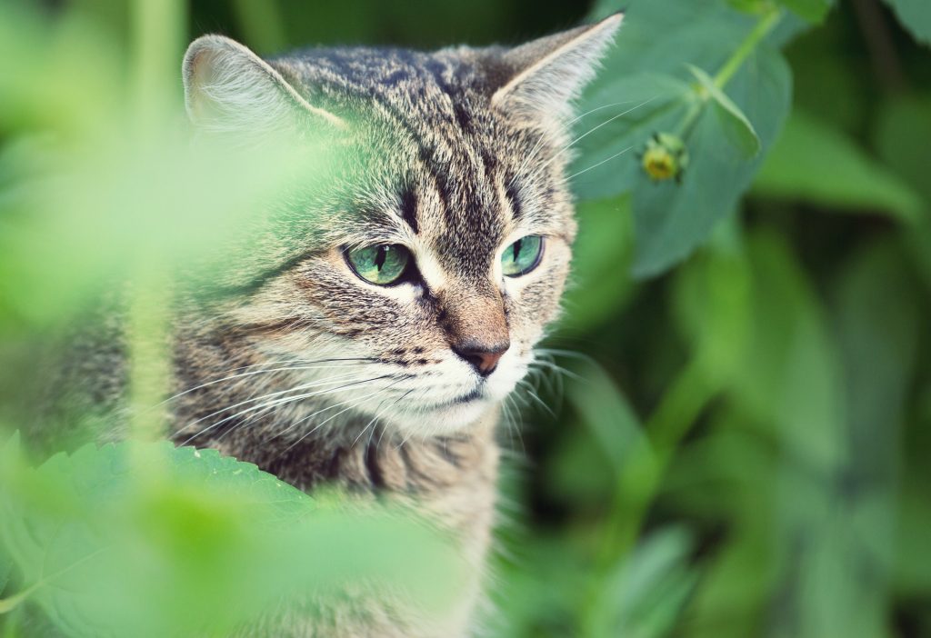 Cat in garden