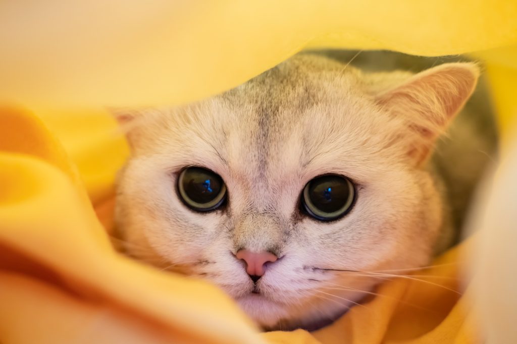 Jaunisse chez le chat