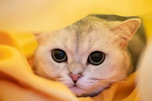 Jaunisse chez le chat
