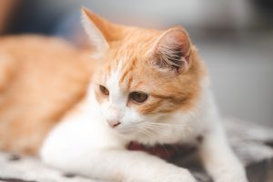 Hyperthyroïdie chez le chat