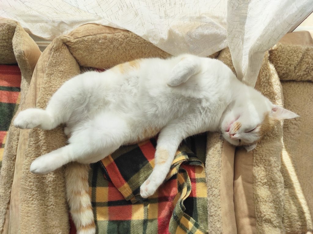 Grossesse nerveuse chez le chat