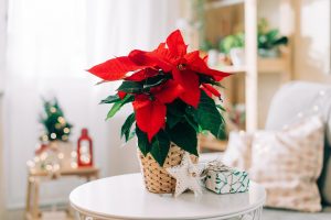 Intoxication au poinsettia chez le chat