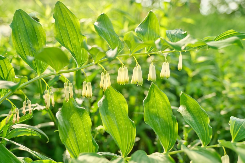 Close up of blooming plant solomons seal Poligonatum in spring sunny garden