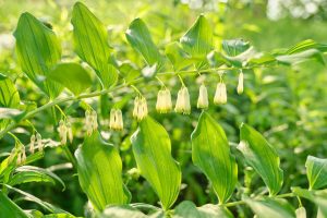Close up of blooming plant solomons seal Poligonatum in spring sunny garden
