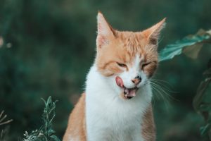 Intoxication aux antimousses chez le chat