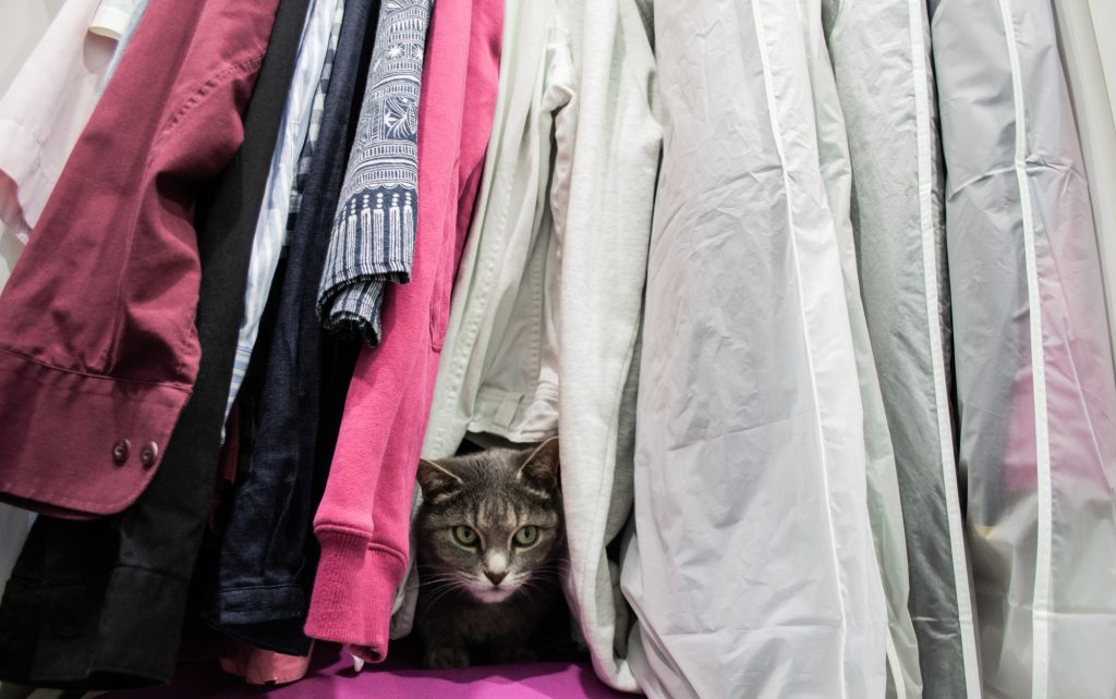 Intoxication aux antimites chez le chat