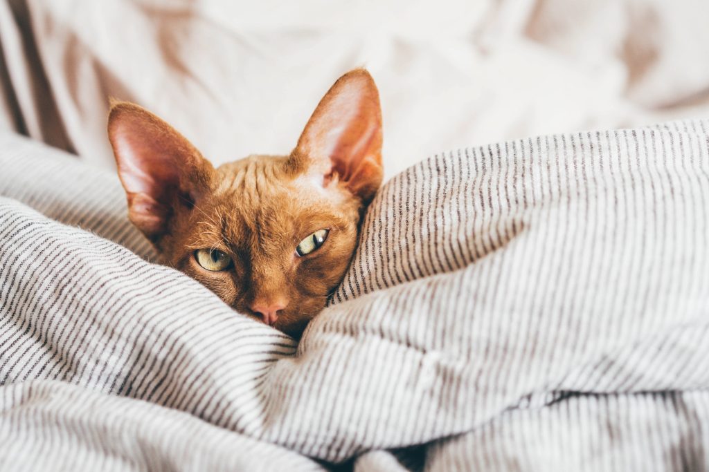 Dépression chez le chat