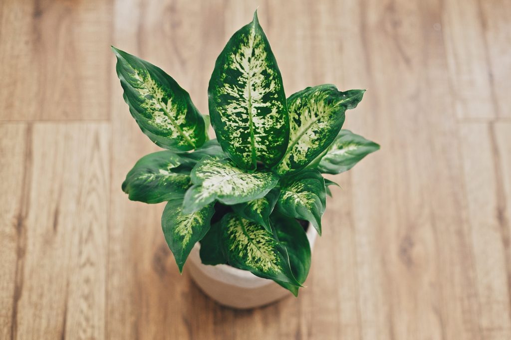 Intoxication à la dieffenbachia chez le chat
