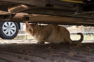Intoxication à l'antigel chez le chat