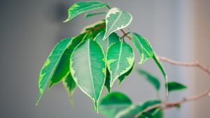 Intoxication au ficus chez le chat