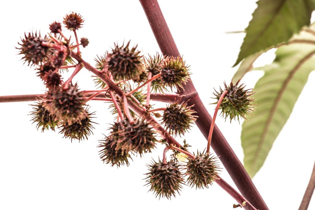 Fruit of ricinus communis close-up. isolated on white background