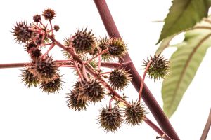 Fruit of ricinus communis close-up. isolated on white background