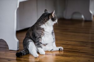 Obésité chez le chat