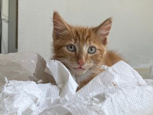 Destructions chez le chat