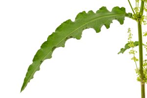 Intoxication au rumex chez le chat