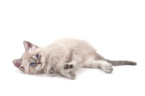 Cryptorchidie chez le chat