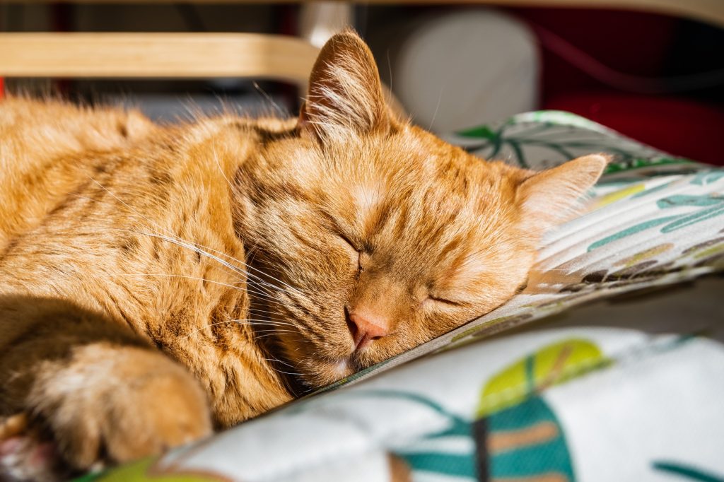 Large orange cat sleeping on a chair