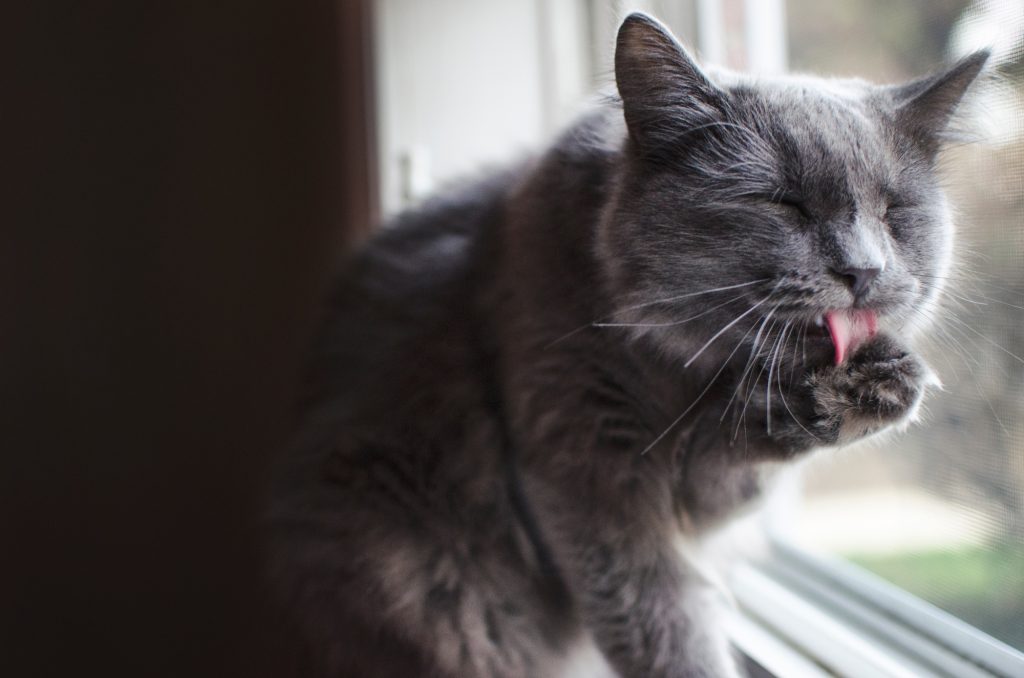 Automutilation chez le chat