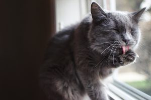Automutilation chez le chat