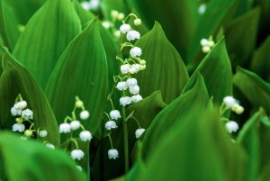 Intoxication au muguet chez le chat