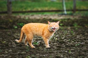 Miaulements et vocalises chez le chat