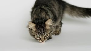 Intoxication au Lexomil chez le chat