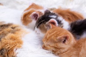 Mammite chez le chat