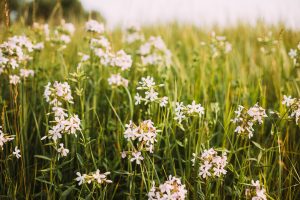 Intoxication à la saponaire officinale chez le chat