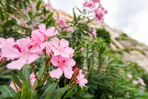 Intoxication au laurier rose chez le chat