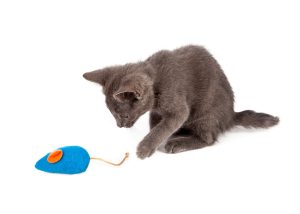 Pica chez le chat