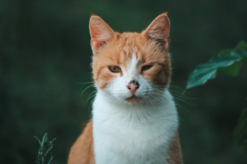Intoxication au cyanamide calcique chez le chat