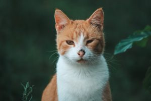 Intoxication au cyanamide calcique chez le chat
