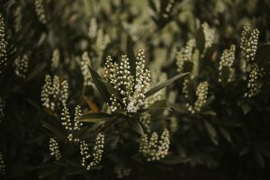 Intoxication au laurier cerise chez le chat
