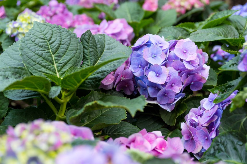 Intoxication à l'hortensia chez le chat