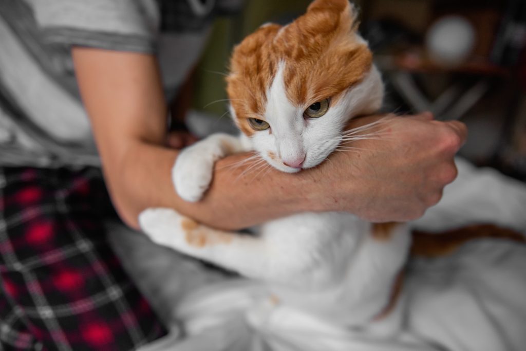 Agressivité chez le chat