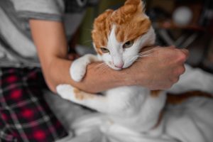Agressivité chez le chat