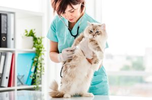 Insuffisance hépatique chez le chat