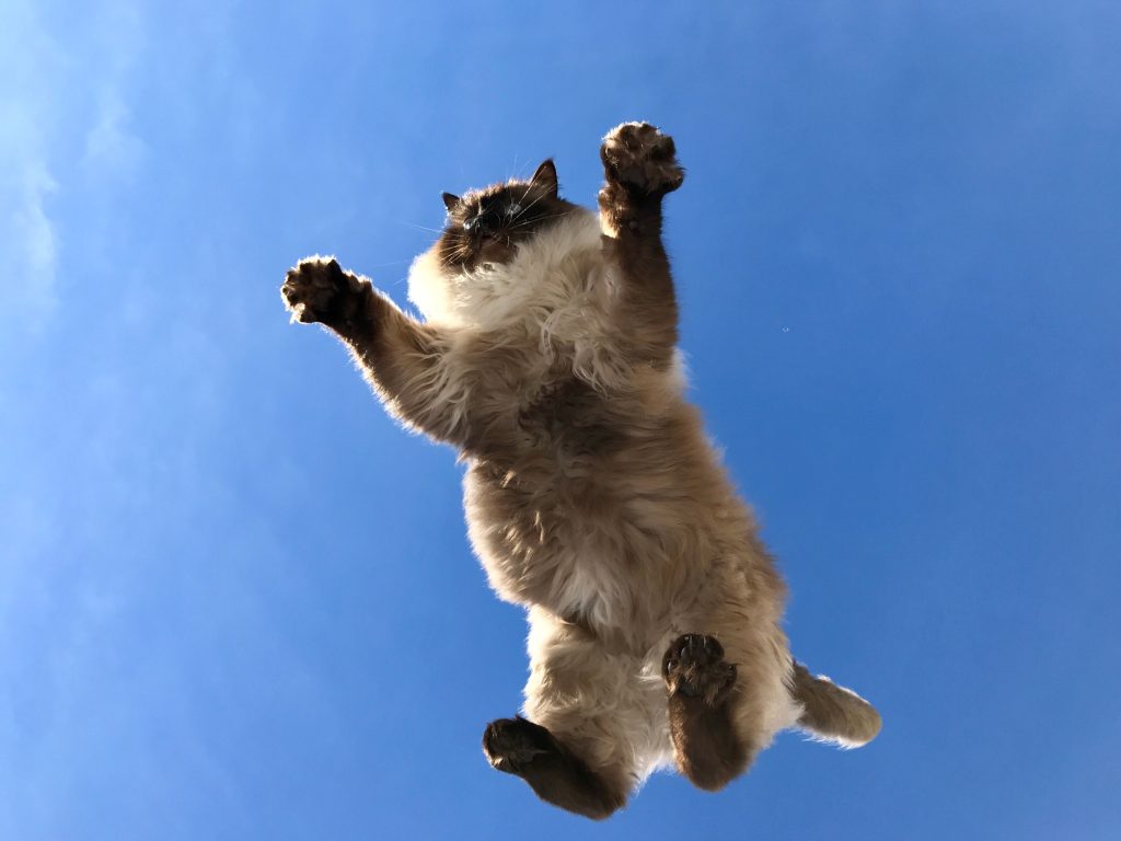 Hyperactivité chez le chat