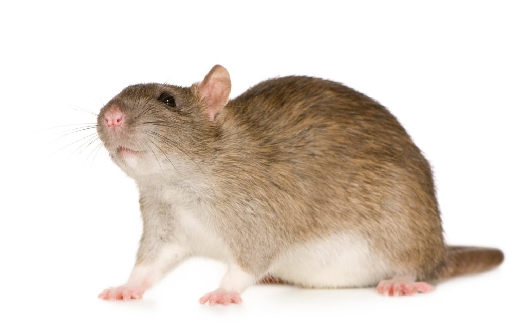 Intoxication à la mort aux rats chez le chat