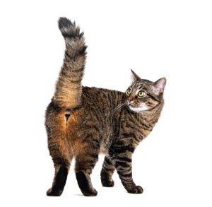 Comportements stéréotypés chez le chat