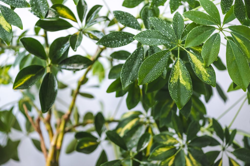 Intoxication à la schefflera chez le chat