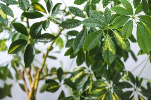 Intoxication à la schefflera chez le chat
