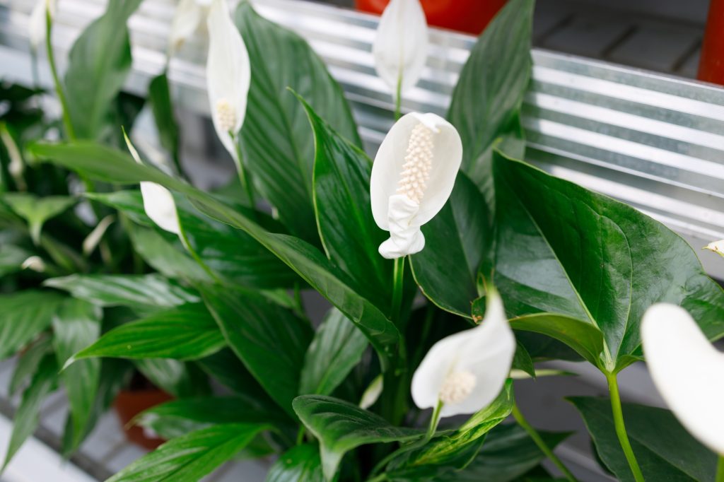 Intoxication au spathiphyllum chez le chat