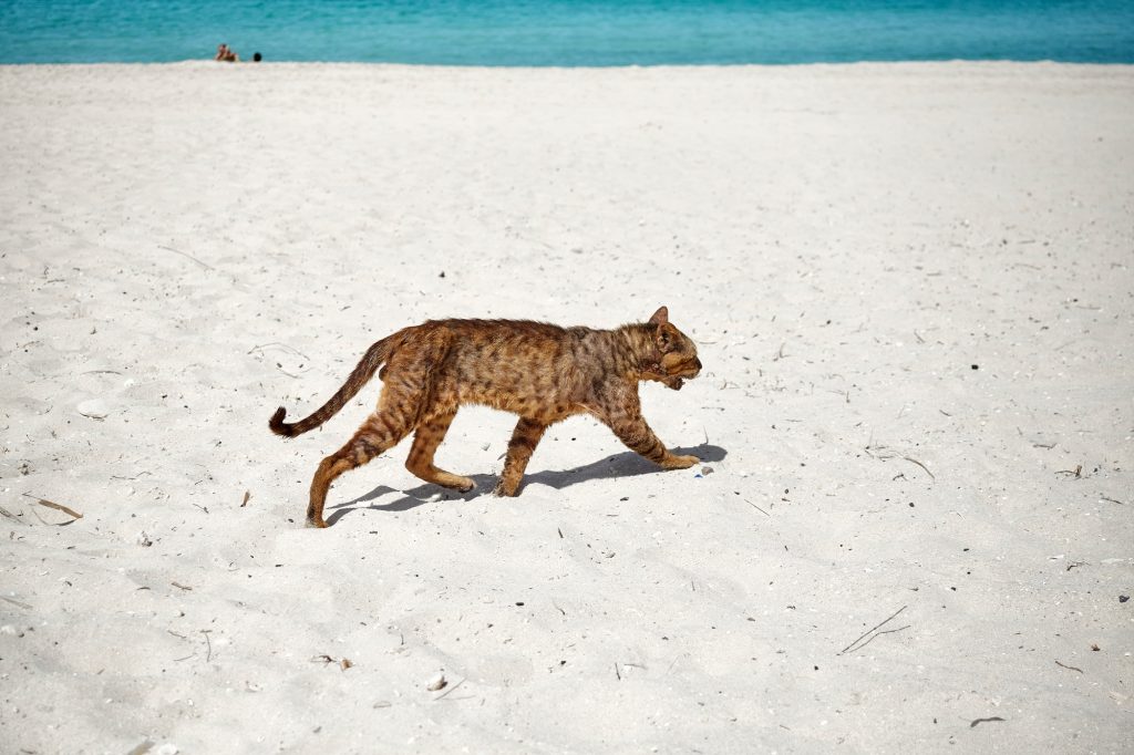 Fugue chez le chat
